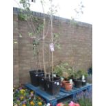 Potted apple jupiter tree