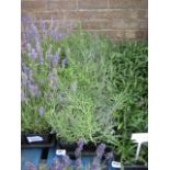 2 trays of lavender