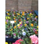 2 trays of mixed flowering pansies