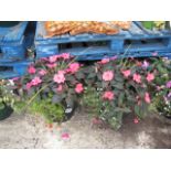 2 large potted mixed flowers