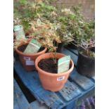 Small potted butterfly acer