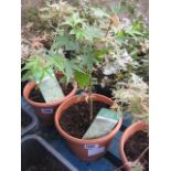 Small potted butterfly acer