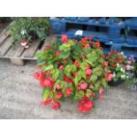 Large potted fuschia hanging basket