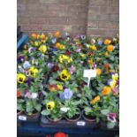 2 trays of mixed flowering pansies