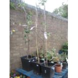 Potted apple jupiter tree