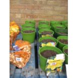 8 potted daffodil bulbs