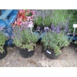 2 large pots of lavender