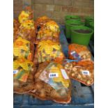 5 bags of daffodil bulbs