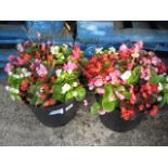 2 potted begonias