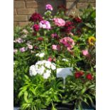 2 large trays of hardy perennial dianthus dash