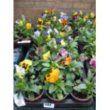 2 large trays of winter flowering pansies