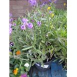 4 potted verbena santos in purple