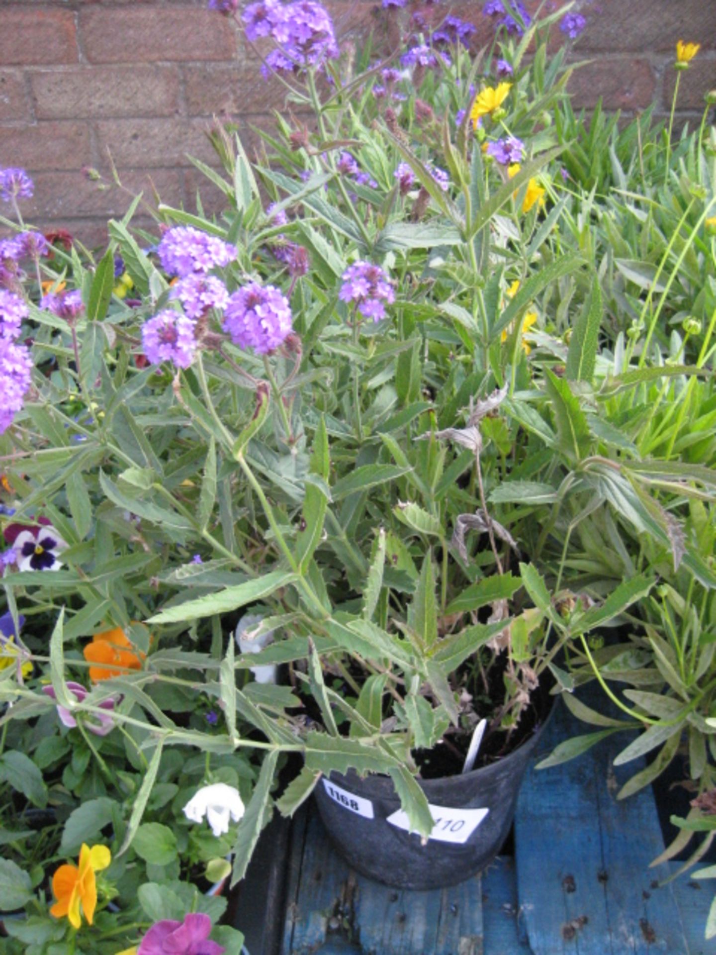 4 potted verbena santos in purple