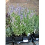 2 trays of elegance sky lavender