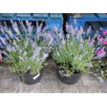 2 large potted lavender plants