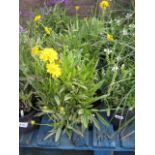 4 potted yellow coreopsis