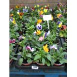 2 large trays of winter flowering pansies