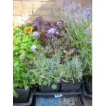 2 trays of mixed bedding flowers