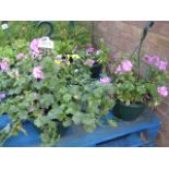 2 purple flowering hanging baskets