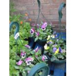 Purple pansy hanging baskets