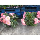 2 large potted begonia plants