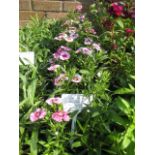 4 small trays of festival dianthus