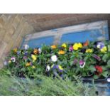 2 large trays of winter flowering pansies