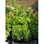 2 trays of mixed bedding flowers