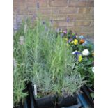 2 trays of hidcote lavender