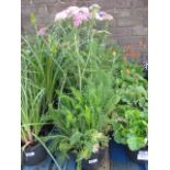 4 potted summer berries yarrow