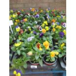 2 large trays of winter flowering pansies