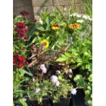 2 trays of mixed bedding flowers