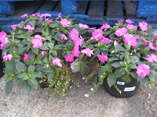 2 tubs of mixed flowering plants
