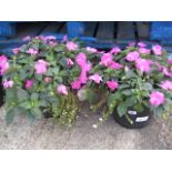 2 tubs of mixed flowering plants