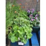 4 potted geum coy