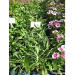 4 small trays of mixed colour early flowering wall flowers