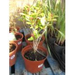 Two potted skimmia geponica