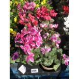 Tray containing 6 mixed coloured cyclamen