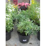 4 pots of lupins