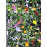 2 trays of winter flowering pansies