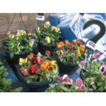 Pair of pansy hanging baskets