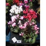 Tray containing 6 mixed coloured cyclamen