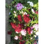 2 trays of hardy sweet William