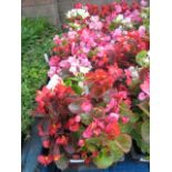 4 small trays of bedding begonias