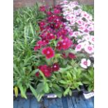 4 small trays of festival purple dianthus