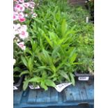 4 small trays of mixed Indian carpet sweet William