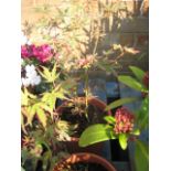 Potted Japanese jewels butterfly acer