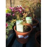 Potted Japanese jewels butterfly acer