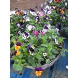 Two mixed flower hanging baskets