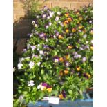 Two trays of 12 violas